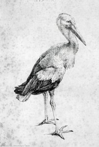 Stork