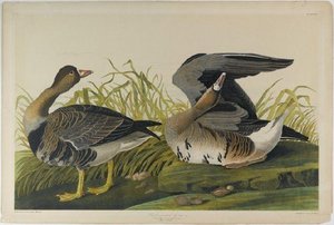 White-fronted Goose — John James Audubon