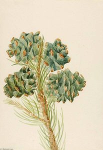 Single Leaf Pine (pinus Monophylla) — Mary Morris Vaux Walcott