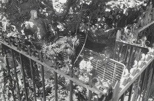 Franca, Bensonhurst, Brooklyn — Thomas Roma