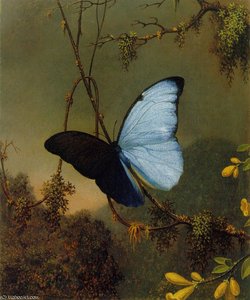 Blue Morpho Butterfly — Martin Johnson Heade