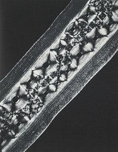 Whale Cartilage — Laure Albin Guillot