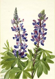 Lupine (lupinus Fornosus) — Mary Morris Vaux Walcott