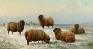 Sheep In Snow — Charles Jones