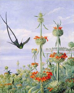 Leonotis Nepetaefolia And Doctor Humming Birds, Jamaica — Marianne North