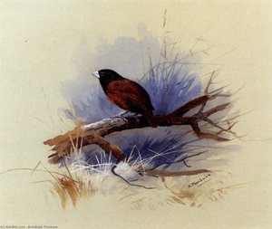 A Nepalese Black-headed Nun In The Branch Of A Tree — Archibald Thorburn