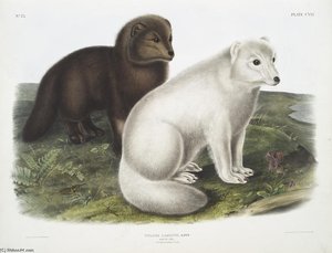 Vulpes lagopus, Arktischer Fuchs. Winter- und Sommerfellzeichnung