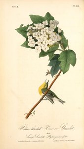Yellow-throated Vireo, Or Greenlet. Male. (swamp Snowball. Hydrangea Quercifolia.) — John James Audubon