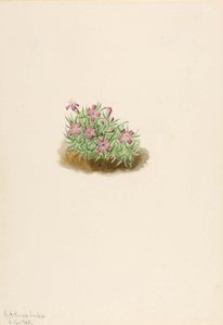 Carpet Pink (silene Acaulis) — Mary Morris Vaux Walcott