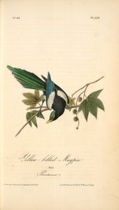 Yellow-billed Magpie. Male. (plantanus) — John James Audubon