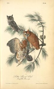 Little Screech Owl — John James Audubon