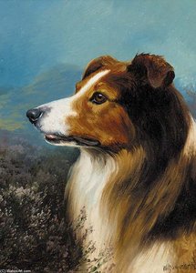 A Collie In A Moorland Landscape