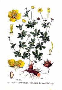 Untitled (aqtdgp) — Amédée Masclef