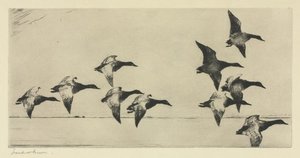 Canvasbacks — Frank Weston Benson