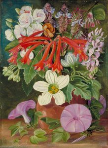 Group Of Natal Flowers — Marianne North