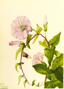 Hedge Bindweed (calystegia (convolvulus) Sepium) — Mary Morris Vaux Walcott