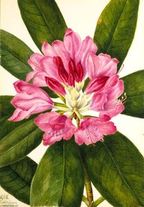 Mountain Rose Bay (Rhododendron catawbiense)