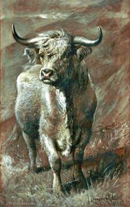 Highland Bull — Joseph Denovan Adam