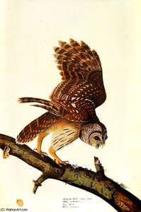 Barred Owl About — John James Audubon