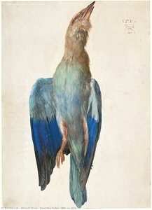 Dead Blue Roller, 1500 (or 1512) — Albrecht Dürer, Northern Renaissance