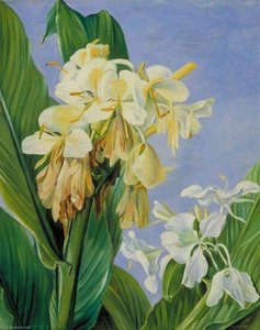 Hedychium-blüten, Botanischer Garten, Brasilien — Marianne North, Impressionistisches Florales Stillleben