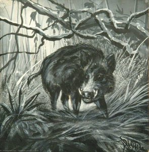 Boar
