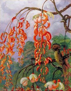 Flowers Of A Coral Tree And King Of The Flycatchers, Brazil — Marianne North