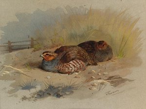 Dusting Partridge — Archibald Thorburn