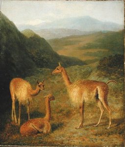 Vicunas, — Jacques Laurent Agasse