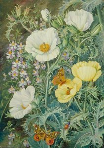 Amapolas Mexicanas, Schizanthus Chileno E Insectos — Marianne North