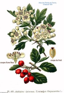 Untitled (aqtdh7) — Amédée Masclef, Naturalistic Illustration
