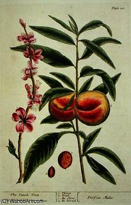 The peach tree