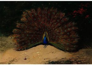 Peacock And Butterfly