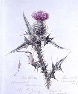 Scotch Thistle — William Linton
