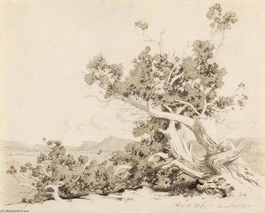 Untitled (study For Old Cedars, New Mexico) — George Elbert Burr