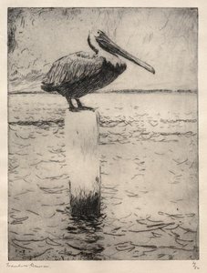 Brown Pelican — Frank Weston Benson