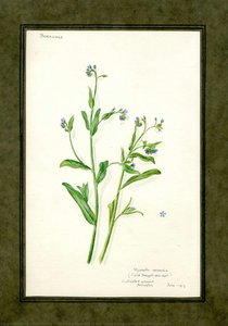 Field Forget-me-not of the family Boraginaceae (Myosotis arvensis)