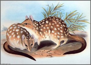 Western Quoll — John Gould
