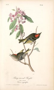 Ruby-crowned Kinglet. 1. Male. 2. Female. (kalmia Augustifolia.) — John James Audubon