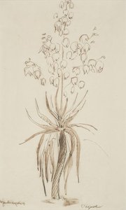 L'agave — Henri Gaudier-brzeska