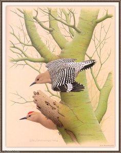 Gila Woodpecker — August Albert Zimmermann