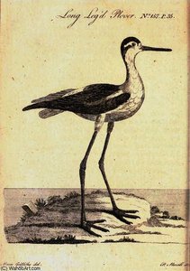 Long Leg'd Plover In Flora Scotica — Moses Griffith
