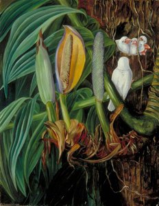 Arácea Trepadora Y Un Nido De Gorriones Blancos, Java — Marianne North, Arte Botánico Victoriano