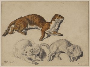 Three Studies Of A Stoat — James Ward