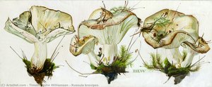 Russula Brevipes — Timothy John Williamson