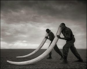 Two Rangers with Tusks of Killed Elephant, Amboseli