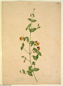 Platylobium — John William Lewin