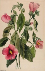 Rose Gentian (sabbatia Angularis) — Mary Vaux Walcott