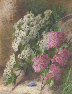 Apple Blossom — Vincent Clare
