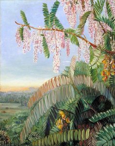 Flowers And Fruit Of The Doctor's Tree, Sarawak, Borneo — Marianne North